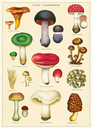 Cavallini Papel Fungi Champignons