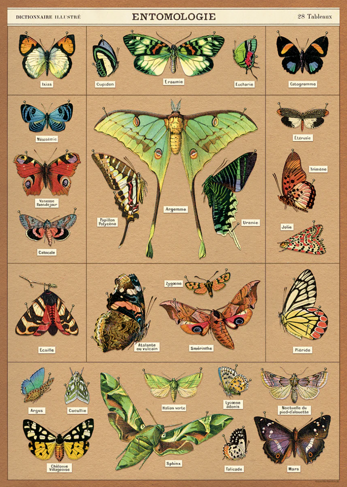 Cavallini Papel Entomology