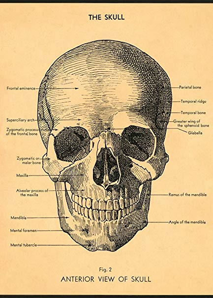 Cavallini Papel The Skull