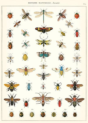 Cavallini Papel Natural History Insects