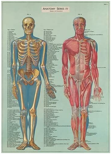 Cavallini Papel Anatomy Series IV
