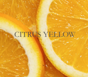 Dominant Industry Citrus Yellow