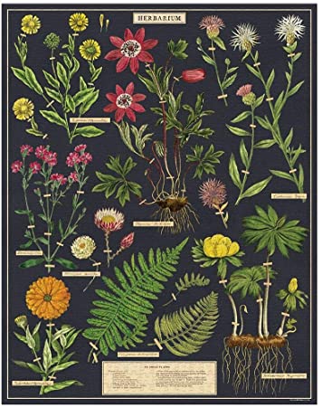 Cavallini Papel Herbarium