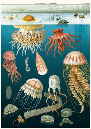 Cavallini Papel Jellyfish Oceanography