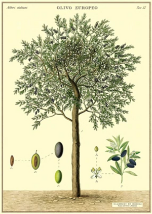 Cavallini Papel Olive Tree