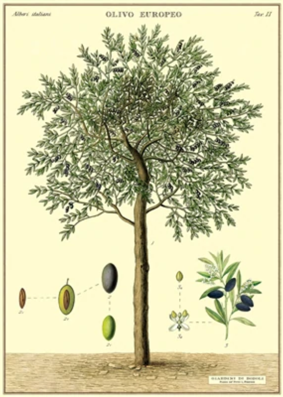 Cavallini Papel Olive Tree