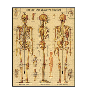 Cavallini Rompecabezas Skeletal System
